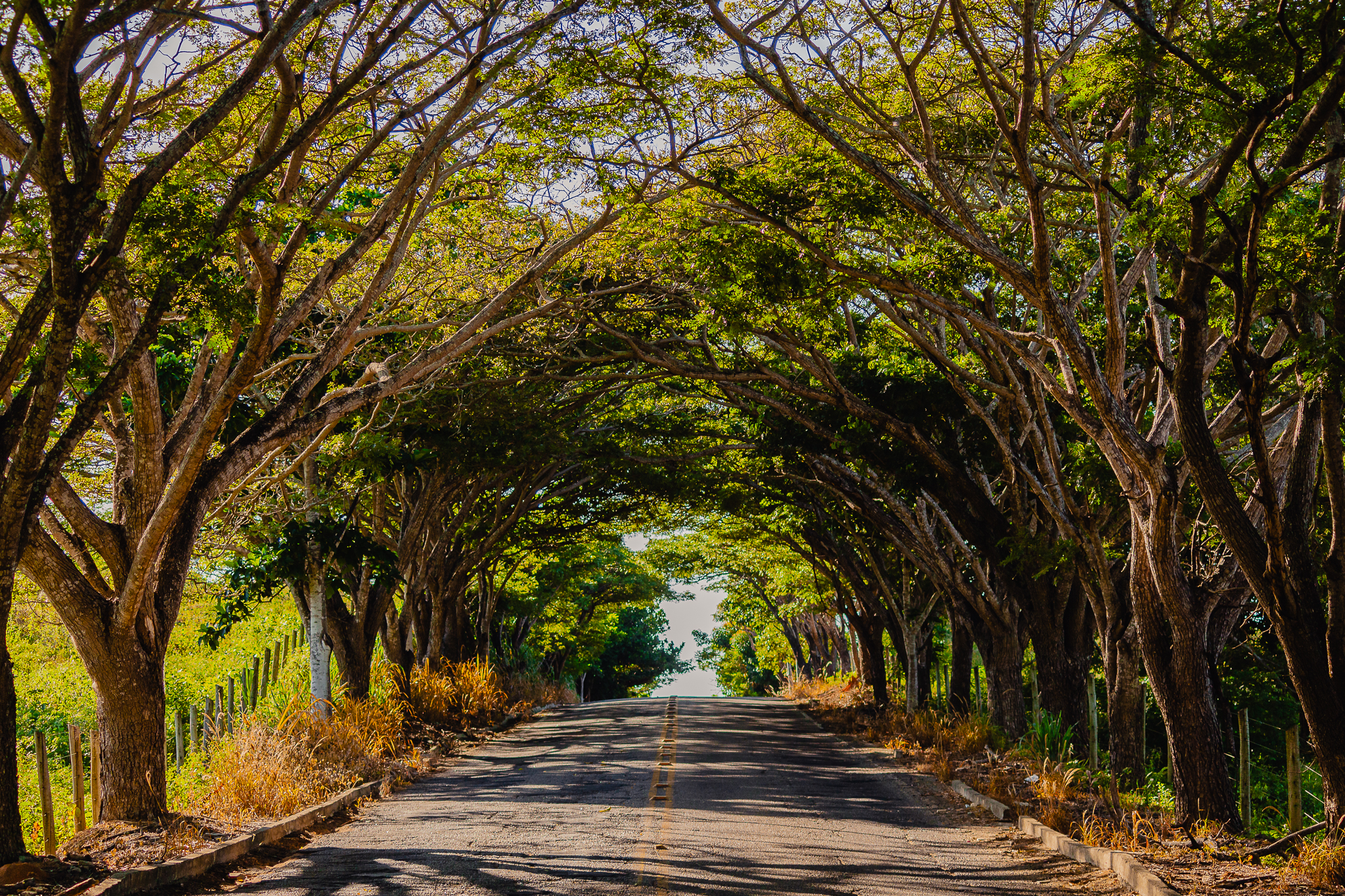 Trecho arborizado de acesso ao município de Mucurici